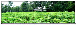 Agriculture best sector that offers  continent escape from poverty -NEPAD