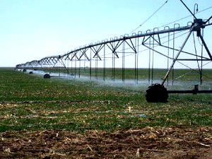 Irrigation, Kano farmers