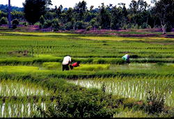 Why we are investing N2.2b in  rice production — Wems Agro