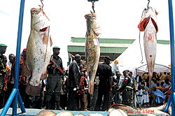 NEPC, NAFDAC to enforce proper packaging for fish exports