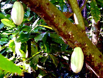 Ogun destroys illegal cocoa farms, arrests two