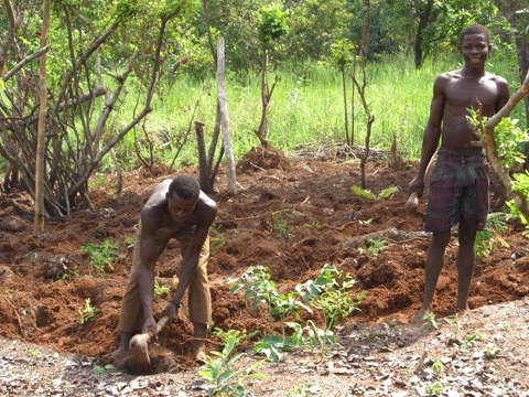 50 of farming still done with hoes in Nigeria Vanguard News