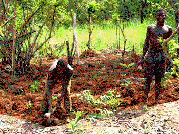 How African govts can attract youths to agriculture – FAO