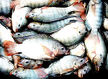 NAFDAC seals industry over illegal revalidation of expiration date of fish products