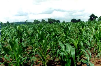 Maize farmers use Dogonyaro leaves to control armyworms in Oyo
