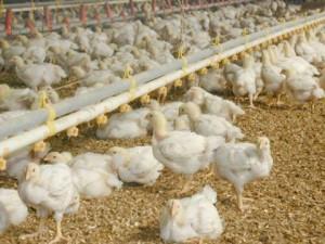 pourty2 Poultry sector as metaphor for our problems – Dele Sobowale