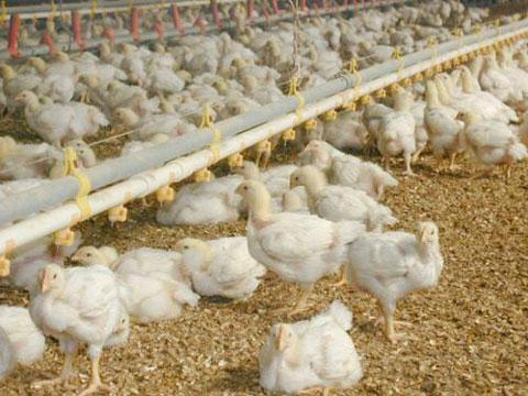 Namibia lifts ban on poultry imports from Belgium