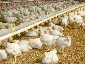 Poultry farmer sells dead fowls for  N500, as flood sacks Benin residents