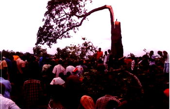Tension in Ekiti community over plan to uproot sacred tree