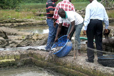 Local fish production: Lagos begins training of 120 cage fish farmers