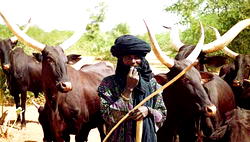 These Fulanis are no cattle rearers, they are rapists – Obi Onicha-Ugbo