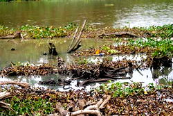 Tension as oil spill destroys Delta community