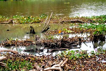 Tension as oil spill destroys Delta community
