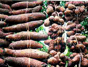 Video: Land in Nnewi produces biggest yam in Nigeria
