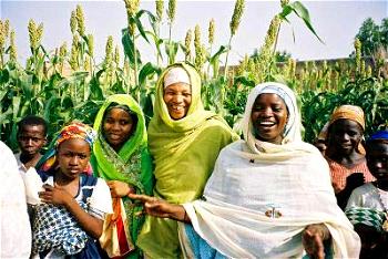 Nigeria now second world’s leading  producer of Sorghum