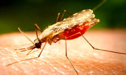itel, Mopheth task Lagos residents on malaria prevention
