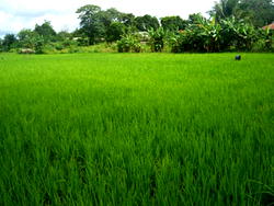 CBN supports cultivation of 2,000 hectares out-grower farms in Borno
