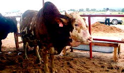 Pastor Bakare berates Jonathan over Christmas cow gift