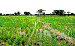 Army worms destroy crops worth over N1bn in A-Ibom