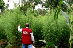 Farmers abandon food crops for cannabis – NDLEA