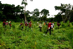 Gunmen kill 3 NDLEA operatives in Kogi