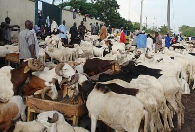 Aftermath of flood: Ram prices hit the roof - Vanguard News