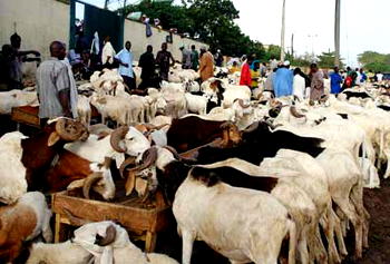 Cost of rams jumps, worries Muslim faithful