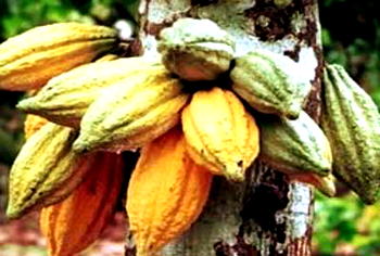 Cocoa farmers decry low productivity, urges more govt support, commitment in 2018