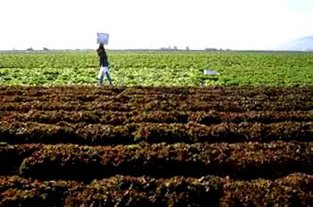 Abia begins distribution of fertilizers to farmers