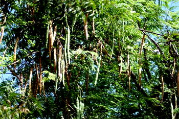 Research & Devt: Moringa is a goldmine waiting to be tapped – Igwilo