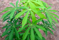 Nigeria to save N315b from use of cassava by bakeries  – FEC