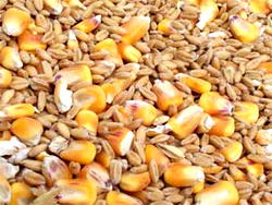 FG ready to support grain farmers in their agender — Nanano
