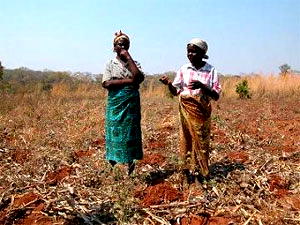 Biosafety law: What is there for agriculture?