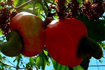Cashew farmers raise alarm over illegal shipment of commodity
