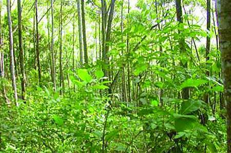Deforestation : Nigeria has lost 96 % of its forest — NCF