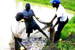 Amosun traces Nigeria’s economic crisis to agriculture neglect