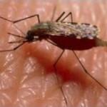 MSN, NIMR, take fight against malaria to grassroots
