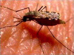 Nigeria’s romance with malaria