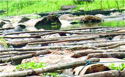 Local raw materials under threat from deforestations — MAN