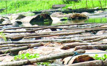 Okomu: Environmentalists express concerns over threats to biodiversity, land rights