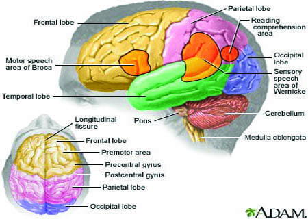 Five easy steps to get the most from your brain - Bunmi Sofola ...