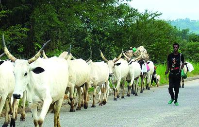We lost over one million cattle to Boko Haram, rustlers in North-East – MACBAN