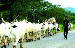 Herdsmen Attack: S’East govs urged to ban cattle grazing