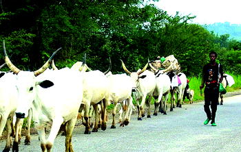 Media narratives and the Fulbe nomad