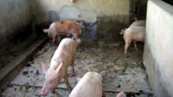 With the right infrastructure, Nigeria can earn forex from exporting pork – Famuyiwa