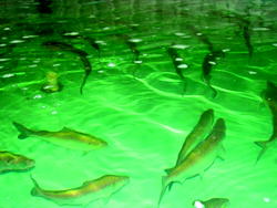Poland to partner Nigeria on fish production
