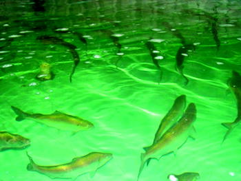 Poland to partner Nigeria on fish production