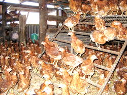 Starting a business in Nigeria