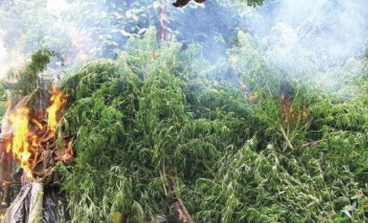 Doctors utilise marijuana as pain relief