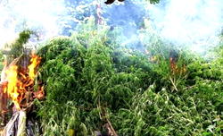 10 Hectares of Indian hemp farmland worth N2b discovered in Ondo